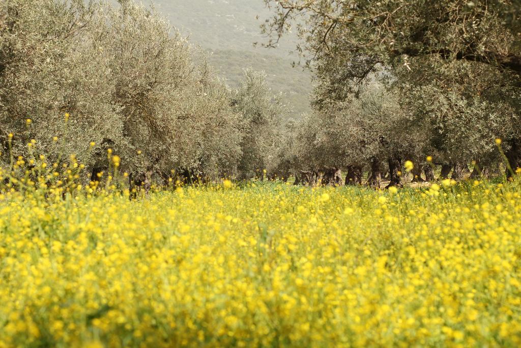 Kibbutz Moran Digital Nomads Village-Adults Only Ngoại thất bức ảnh