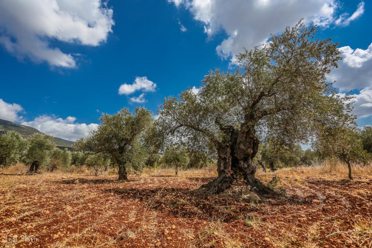 Kibbutz Moran Digital Nomads Village-Adults Only Ngoại thất bức ảnh